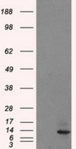 ID3 Mouse anti-Human, Clone: OTI15F4, lyophilized, TrueMAB 100 &mu;g; Unconjugated:Antibodies,