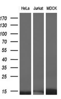 ID3 Mouse anti-Human, Clone: OTI15F4, lyophilized, TrueMAB 100 &mu;g; Unconjugated:Antibodies,