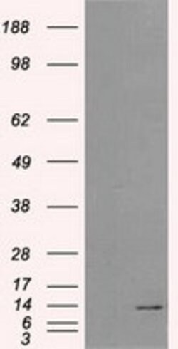 ID3 Mouse anti-Human, Clone: OTI10D3, lyophilized, TrueMAB 100 &mu;g; Unconjugated:Antibodies,