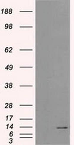 ID3 Mouse anti-Human, Clone: OTI10D3, liquid, TrueMAB 30 &mu;L; Unconjugated:Anticuerpos