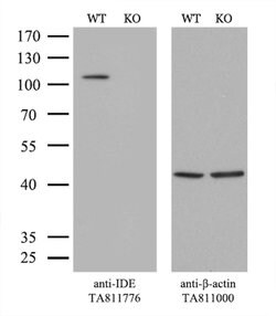 IDE Mouse anti-Human, Rat, Clone: OTI4E5, lyophilized, TrueMAB 100 &mu;g;