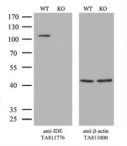 IDE Mouse anti-Human, Rat, Clone: OTI4E5, liquid, TrueMAB 100 &mu;L; Unconjugated:Antibodies,