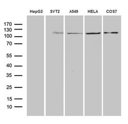 IDE Mouse anti-Human, Rat, Clone: OTI4E5, lyophilized, TrueMAB 100 &mu;g;