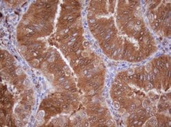 IDH1 Mouse anti-Canine, Human, Mouse, Rat, Clone: OTI3G9, liquid, TrueMAB