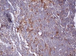 IDH1 Mouse anti-Canine, Human, Mouse, Rat, Clone: OTI3G9, liquid, TrueMAB
