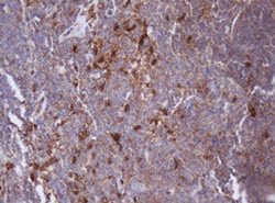 IDH1 Monoclonal Antibody (OTI24A2), TrueMAB , OriGene:Antibodies:Primary