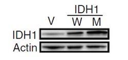 IDH1 Mouse anti-Human, Clone: OTI2H9, liquid, TrueMAB 100 &mu;L; Unconjugated:Antibodies,