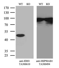IDH1 Mouse anti-Human, Clone: OTI2H9, liquid, TrueMAB 100 &mu;L; Unconjugated:Antibodies,