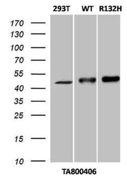IDH1 Mouse anti-Canine, Human, Mouse, Rat, Clone: OTI3G9, liquid, TrueMAB