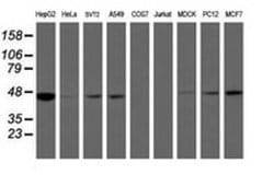 IDH1 Mouse anti-Canine, Human, Mouse, Rat, Clone: OTI3G9, liquid, TrueMAB