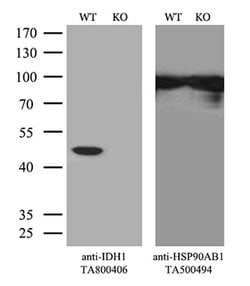 IDH1 Mouse anti-Canine, Human, Mouse, Rat, Clone: OTI3G9, liquid, TrueMAB