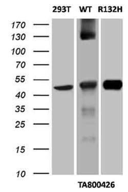 IDH1 Monoclonal Antibody (OTI24A2), TrueMAB , OriGene:Antibodies:Primary