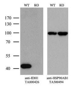 IDH1 Monoclonal Antibody (OTI24A2), TrueMAB , OriGene 100 &mu;L; Unconjugated:Antibodies,