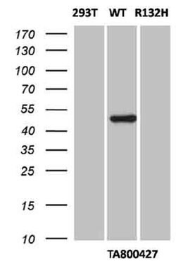 IDH1 Monoclonal Antibody (OTI1D1), TrueMAB , OriGene 30 &mu;L; Unconjugated:Antibodies,
