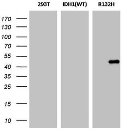 IDH1 (mutant R132H) Rat anti-Human, Clone: OTI3E12, liquid, TrueMAB 100