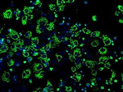 IDH3A Mouse anti-Canine, Human, Clone: OTI2F11, liquid, TrueMAB 100 &mu;L | Buy Online | Origene Technologies | Fisher Scientific