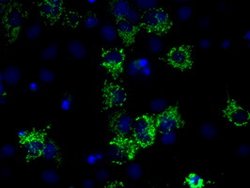 IDH3A Mouse anti-Human, Clone: OTI2E9, lyophilized, TrueMAB 100 &mu;g;