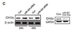 IDH3A Mouse anti-Canine, Human, Clone: OTI2F11, liquid, TrueMAB 100 &mu;L | Buy Online | Origene Technologies | Fisher Scientific