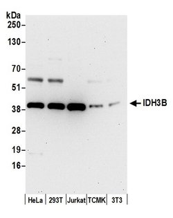 IDH3B Rabbit anti-Human, Mouse, Polyclonal, Bethyl Laboratories 100 &mu;L;