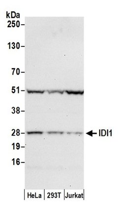 IDI1 Polyclonal Antibody, Bethyl Laboratories 20 &mu;L; Unconjugated:Antibodies,