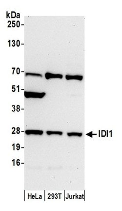 IDI1 Polyclonal Antibody, Bethyl Laboratories:Antibodies:Primary Antibodies