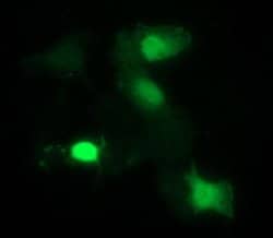 IDO1 Monoclonal Antibody (OTI2A10), TrueMAB , OriGene:Antibodies:Primary