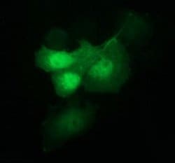 IDO1 Monoclonal Antibody (OTI4C11), TrueMAB , OriGene:Antibodies:Primary