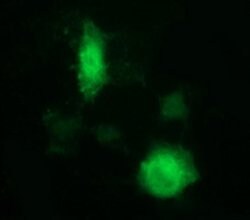 IDO1 Mouse anti-Human, Clone: OTI1F1, lyophilized, TrueMAB 100 &mu;g; Unconjugated:Antibodies,