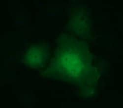 IDO1 Mouse anti-Human, Clone: OTI3B10, lyophilized, TrueMAB 100 &mu;g;