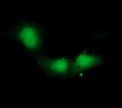 IDO1 Monoclonal Antibody (OTI4B11), TrueMAB , OriGene 30 &mu;L; Unconjugated:Antibodies,