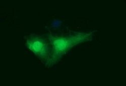 IDO1 Mouse anti-Human, Clone: OTI1E11, lyophilized, TrueMAB 100 &mu;g;