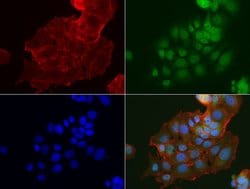 IDO1 Mouse anti-Human, Clone: UMAB126, liquid, UltraMAB 30 &mu;L; Unconjugated:Antibodies,