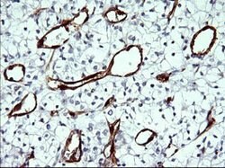 IDO1 Mouse anti-Human, Clone: OTI2G4, lyophilized, TrueMAB 100 &mu;g; Unconjugated:Antibodies,