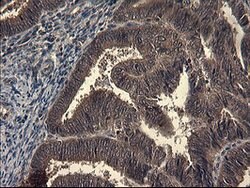 IDO1 Mouse anti-Human, Clone: OTI1E11, lyophilized, TrueMAB 100 &mu;g;