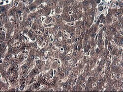 IDO1 Mouse anti-Human, Clone: OTI1E11, lyophilized, TrueMAB 100 &mu;g;