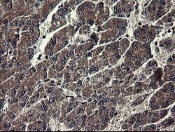 IDO1 Mouse anti-Human, Clone: OTI1E11, lyophilized, TrueMAB 100 &mu;g;
