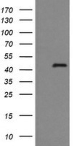 IDO1 Mouse anti-Human, Clone: OTI2G4, lyophilized, TrueMAB 100 &mu;g; Unconjugated:Antibodies,