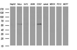 IDO1 Mouse anti-Human, Clone: OTI2G4, lyophilized, TrueMAB 100 &mu;g; Unconjugated:Antibodies,