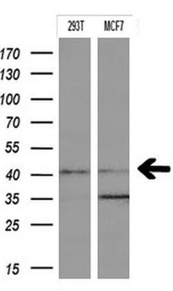 IDO1 Monoclonal Antibody (OTI2A10), TrueMAB , OriGene 100 &mu;L; Unconjugated:Antibodies,