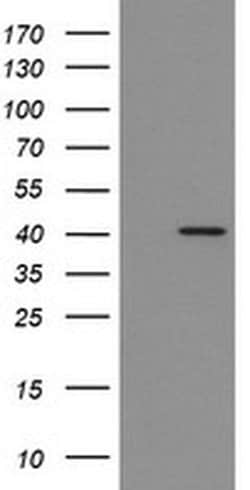 IDO1 Monoclonal Antibody (OTI4C11), TrueMAB , OriGene:Antibodies:Primary