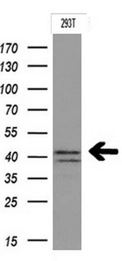IDO1 Mouse anti-Human, Clone: OTI1F1, lyophilized, TrueMAB 100 &mu;g; Unconjugated:Antibodies,