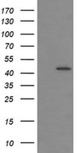 IDO1 Monoclonal Antibody (OTI4B11), TrueMAB , OriGene:Antibodies:Primary