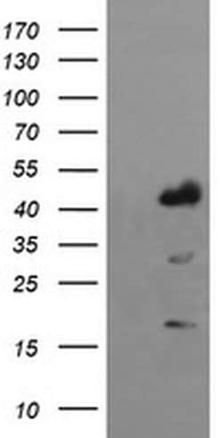 IDO1 Monoclonal Antibody (OTI2C2), TrueMAB , OriGene 100 &mu;L; Unconjugated:Antibodies,