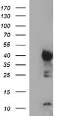 IDO1 Mouse anti-Human, Clone: OTI1E11, lyophilized, TrueMAB 100 &mu;g;
