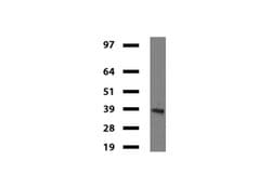 IDO1 Mouse anti-Human, Clone: UMAB126, liquid, UltraMAB 30 &mu;L; Unconjugated:Antibodies,
