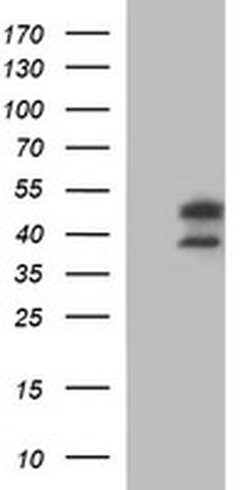 IDO2 Monoclonal Antibody (OTI2B9), TrueMAB , OriGene 100 &mu;L; Unconjugated:Antibodies,