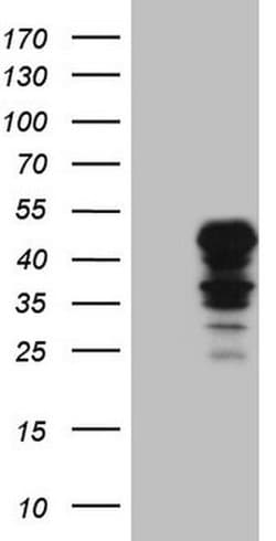 IDO2 Monoclonal Antibody (OTI6G3), TrueMAB , OriGene:Antibodies:Primary