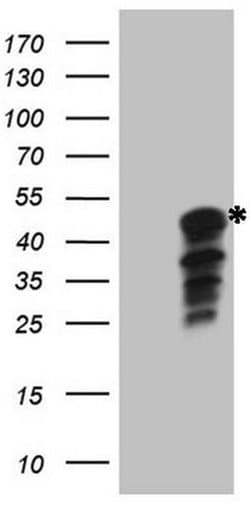 IDO2 Monoclonal Antibody (OTI4B3), TrueMAB , OriGene 100 &mu;L; Unconjugated:Antibodies,