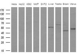 IDO2 Monoclonal Antibody (OTI4B3), TrueMAB , OriGene 100 &mu;L; Unconjugated:Antibodies,