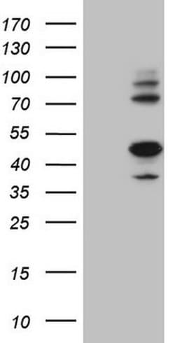 IDO2 Monoclonal Antibody (OTI4H4), TrueMAB , OriGene 100 &mu;L | Buy Online | Origene Technologies | Fisher Scientific